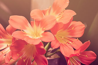 Close-up of vibrant pink and orange Hippeastrum flowers
