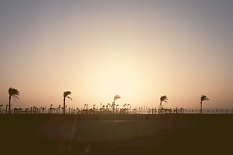 Silhouetted Palm Trees Bending in Wind at Sunset