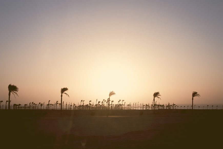 Silhouetted Palm Trees Bending in Wind at Sunset