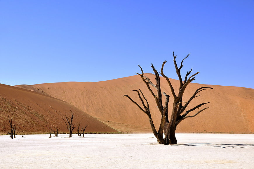 Dead Tree in White Desert with Orange Sand Dunes