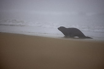 Lone Seal Resting on Sandy Beach in Foggy Atmosphere