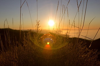 Sunset Through Tall Grass Silhouette