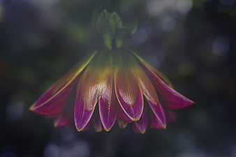 Close-up of a drooping purple and yellow flower bud