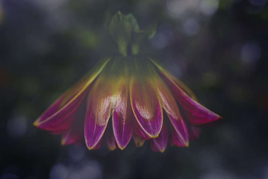 Close-up of a drooping purple and yellow flower bud