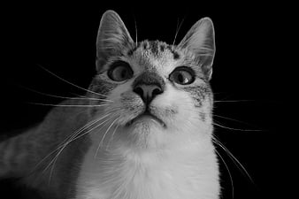 Close-up black and white portrait of a curious tabby cat