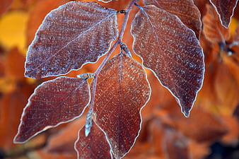Frosted Autumn Leaves Close Up Nature Photography