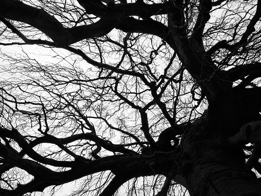Black and white silhouette of bare tree branches against sky