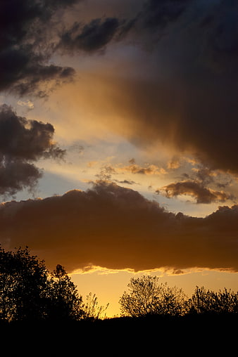 Dramatic Golden Sunset Sky with Silhouetted Trees