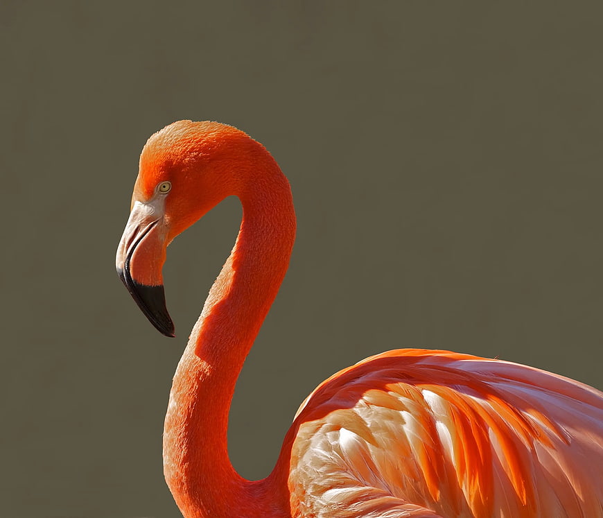 Close-up of a vibrant pink flamingo head and neck