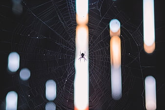 Black spider on web with bokeh lights background