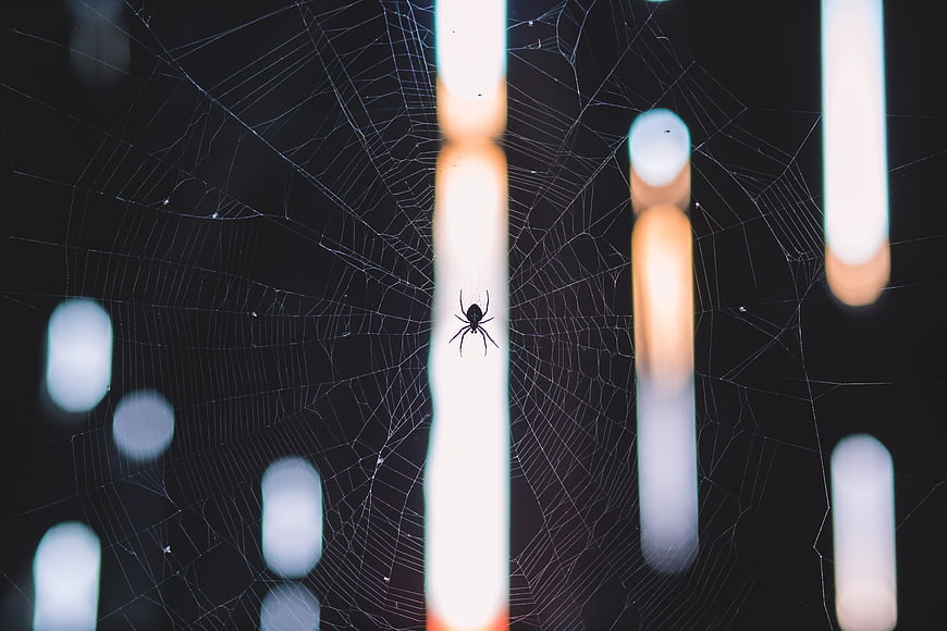 Black spider on web with bokeh lights background