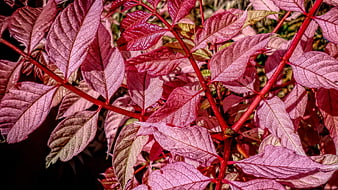 Close-up of vibrant pink and red foliage leaves