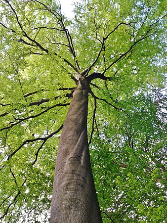 Low angle view of tall beech tree trunk and green canopy