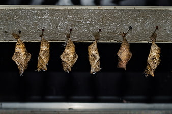 Row of brown butterfly chrysalises hanging from wooden beam