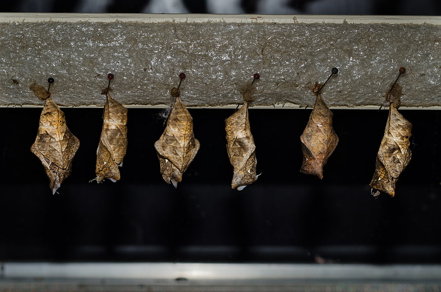 Row of brown butterfly chrysalises hanging from wooden beam