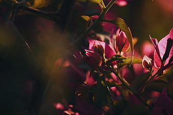 Close-up of pink bougainvillea flowers in warm sunlight