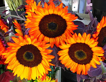 Vibrant orange and yellow sunflowers with purple foliage