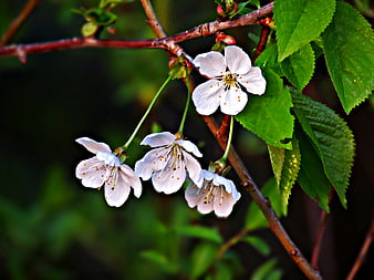 White cherry blossoms on a branch with green leaves