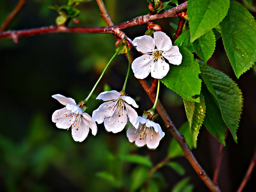White cherry blossoms on a branch with green leaves