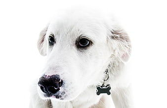 Close-up portrait of a white dog with a bone tag on white background