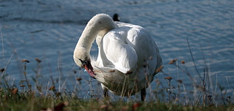 White Swan Preening Feathers On Grassy Lake Shore