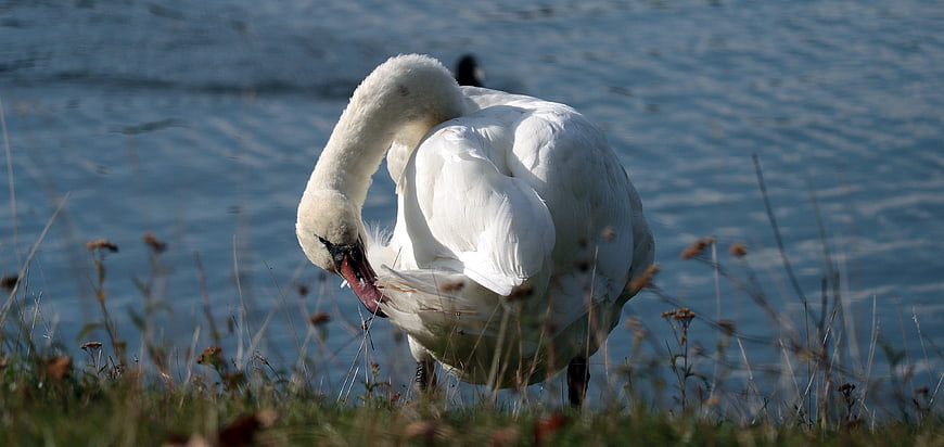 White Swan Preening Feathers On Grassy Lake Shore