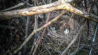 Bird's nest with eggs hidden in dense forest branches