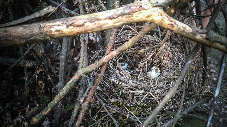 Bird's nest with eggs hidden in dense forest branches