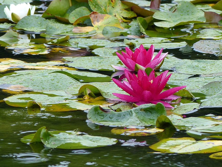 Vibrant Pink Water Lilies Floating on Rainy Pond