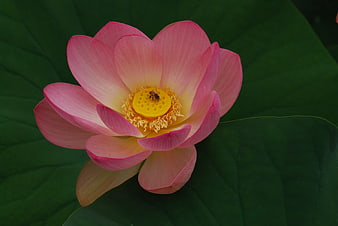 Pink Lotus Flower with Bee on Yellow Center