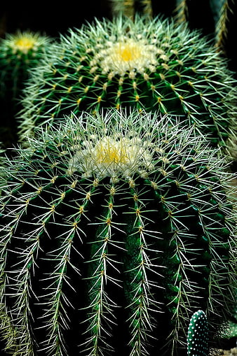 Close-up of Green Barrel Cactus with White Spines and Yellow Bloom