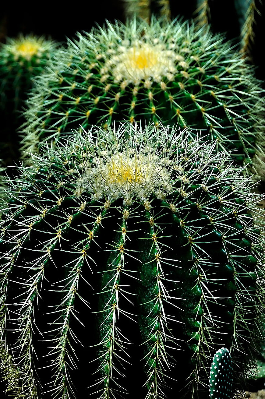 Close-up of Green Barrel Cactus with White Spines and Yellow Bloom