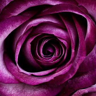 Close-up of a deep purple rose with intricate petal details