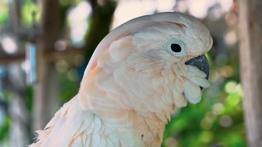 Close-up of a Moluccan Cockatoo with Soft Feathers