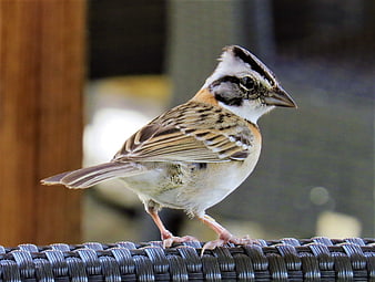 Close-up of a Lark Sparrow perched on a woven chair