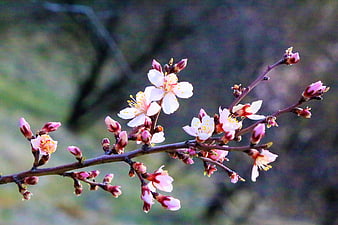 Pink almond blossoms on a branch in spring