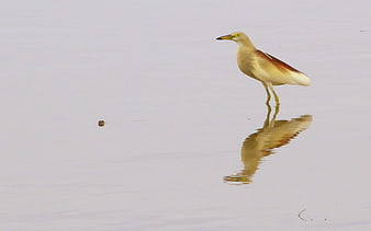 Cattle Egret Bird Standing in Shallow Water with Reflection
