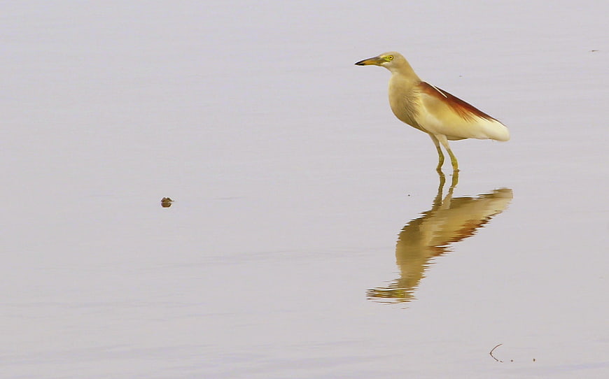 Cattle Egret Bird Standing in Shallow Water with Reflection