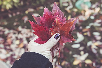 Hand holding vibrant red maple leaves in autumn