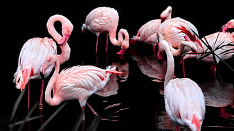 Flock of Pink Flamingos Standing in Dark Water