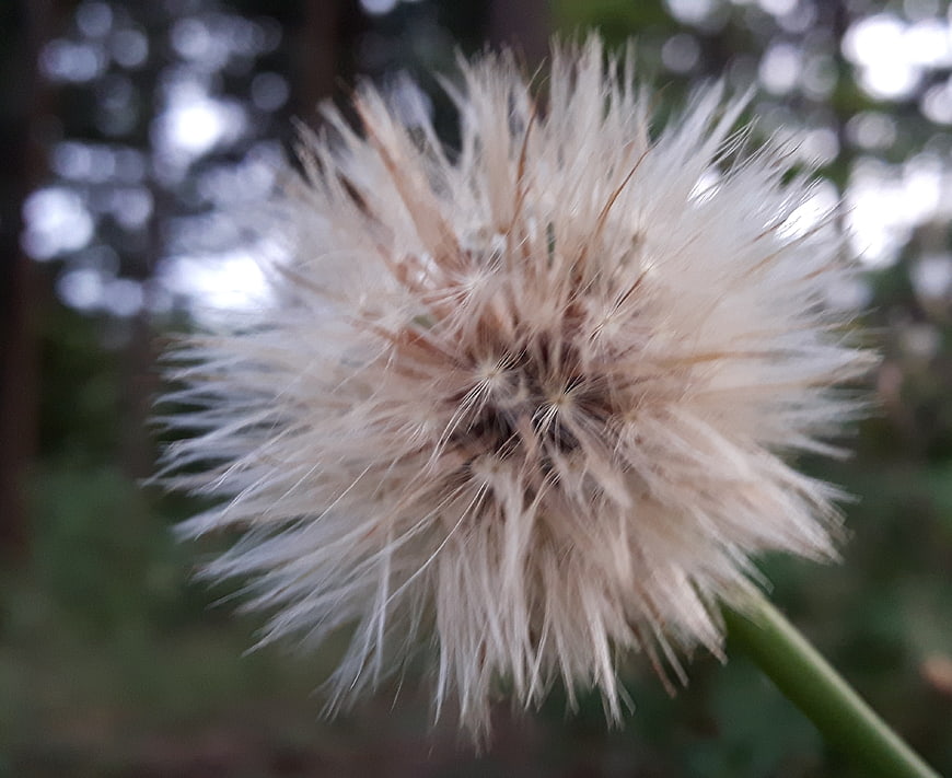 Close-up of a fluffy white dandelion seed head