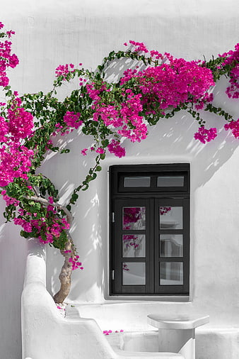 Vibrant Pink Bougainvillea Flowers on White Mediterranean Wall