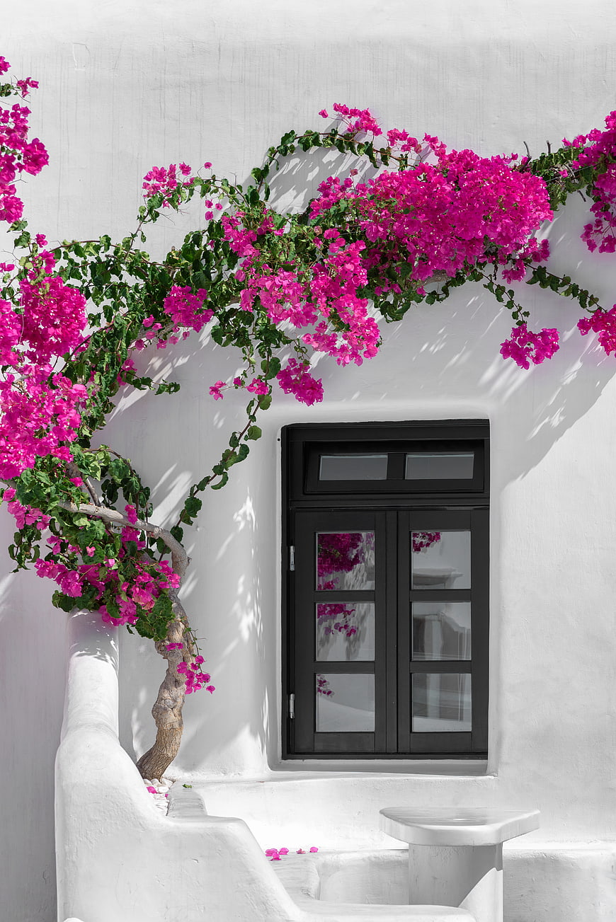 Vibrant Pink Bougainvillea Flowers on White Mediterranean Wall