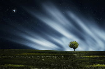 Lone tree in meadow under starry night sky with moon