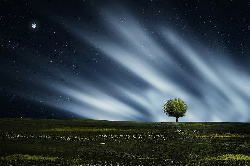 Lone tree in meadow under starry night sky with moon