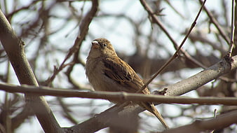 Small brown bird perched on bare tree branch in nature