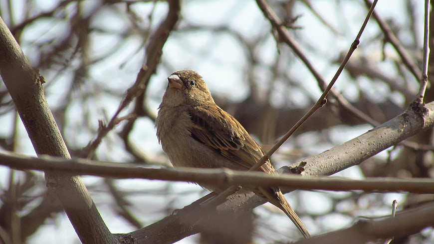 Small brown bird perched on bare tree branch in nature