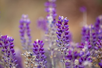 Close-up of purple lupine flowers in a field