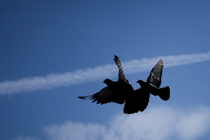 Two pigeons flying in silhouette against blue sky