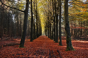Autumn beech tree avenue with red leaf carpet